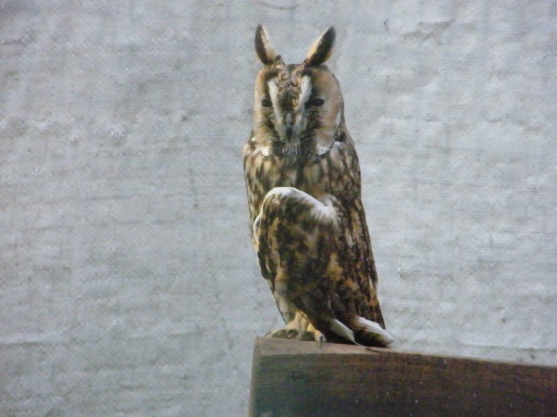 gufo comune(Asio otus)